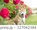 バラの公園で遊ぶ柴犬　可愛い柴犬　柴犬茜 127042384