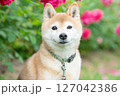 バラの公園で遊ぶ柴犬　可愛い柴犬　柴犬茜 127042386