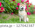 バラの公園で遊ぶ柴犬　可愛い柴犬　柴犬茜 127042387