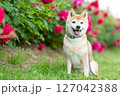 バラの公園で遊ぶ柴犬　可愛い柴犬　柴犬茜 127042388