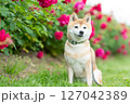 バラの公園で遊ぶ柴犬　可愛い柴犬　柴犬茜 127042389