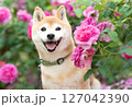 バラの公園で遊ぶ柴犬　可愛い柴犬　柴犬茜 127042390