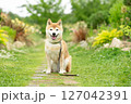 バラの公園で遊ぶ柴犬　可愛い柴犬　柴犬茜 127042391