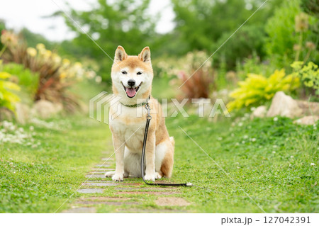 バラの公園で遊ぶ柴犬　可愛い柴犬　柴犬茜 127042391