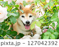 バラの公園で遊ぶ柴犬　可愛い柴犬　柴犬茜 127042392