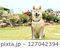 バラの公園で遊ぶ柴犬　可愛い柴犬　柴犬茜 127042394