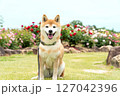 バラの公園で遊ぶ柴犬　可愛い柴犬　柴犬茜 127042396