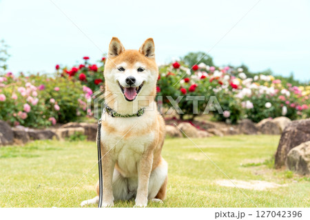 バラの公園で遊ぶ柴犬 可愛い柴犬 柴犬茜 バラの公園で遊ぶ柴犬 可愛い柴犬 柴犬茜 127042396
