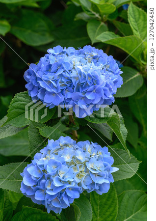 青色の紫陽花、クローズアップで撮影した写真 127042480