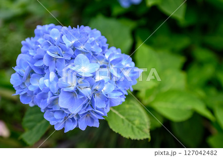 青い紫陽花 127042482