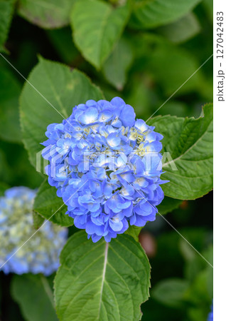 青い紫陽花 127042483