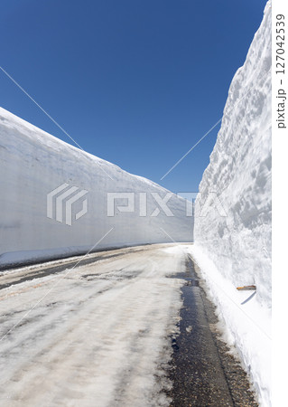 立山・雪の大谷と青空のコントラスト、16メートルの雪の壁 立山・雪の大谷と青空のコントラスト、16メートルの雪の壁 127042539