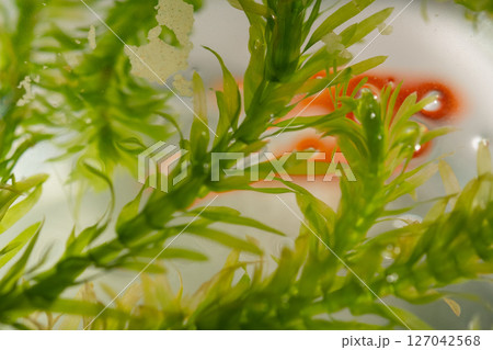金魚鉢の水草のイメージ (写真素材) 金魚鉢の水草のイメージ (写真素材) 127042568