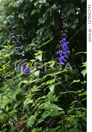 青紫色のメドーセージの花 127042745