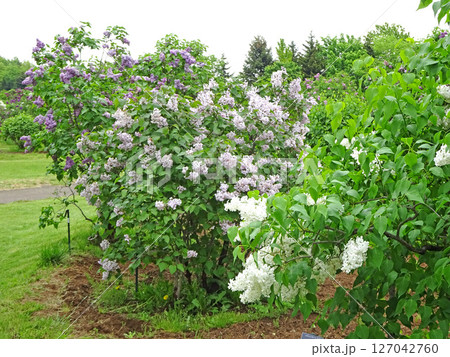 札幌花名所 川下公園 雨上がりのライラック リラ 札幌市の花 札幌花名所 川下公園 雨上がりのライラック リラ 札幌市の花 127042760
