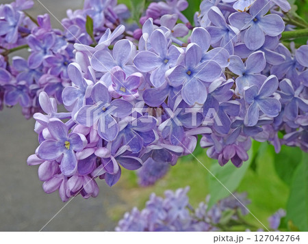 札幌花名所 川下公園 雨上がりのライラック リラ 札幌市の花 札幌花名所 川下公園 雨上がりのライラック リラ 札幌市の花 127042764