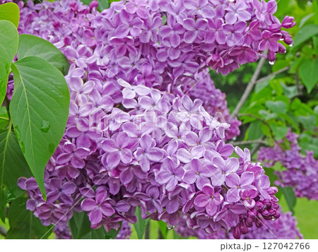 札幌花名所 川下公園 雨上がりのライラック リラ 札幌市の花 札幌花名所 川下公園 雨上がりのライラック リラ 札幌市の花 127042766