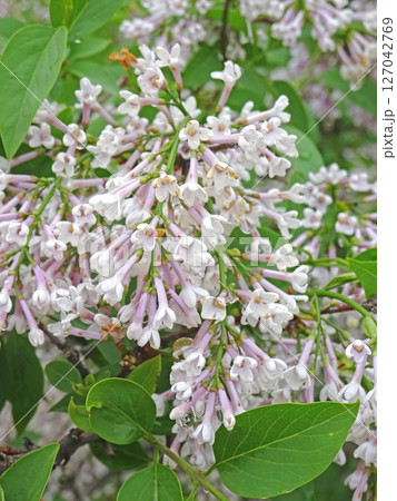 札幌花名所　川下公園　雨上がりのライラック　リラ　札幌市の花 127042769