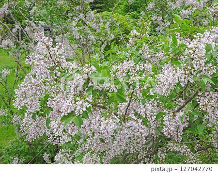 札幌花名所 川下公園 雨上がりのライラック リラ 札幌市の花 札幌花名所 川下公園 雨上がりのライラック リラ 札幌市の花 127042770