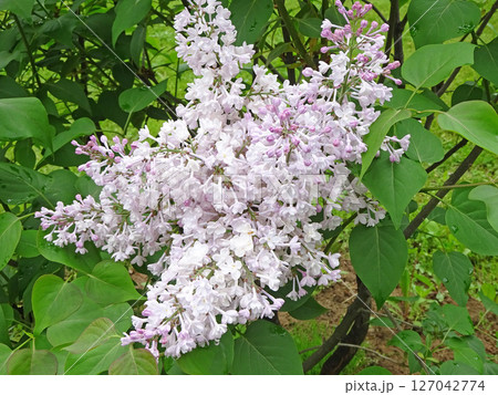 札幌花名所 川下公園 雨上がりのライラック リラ 札幌市の花 札幌花名所 川下公園 雨上がりのライラック リラ 札幌市の花 127042774