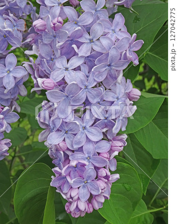 札幌花名所 川下公園 雨上がりのライラック リラ 札幌市の花 札幌花名所 川下公園 雨上がりのライラック リラ 札幌市の花 127042775