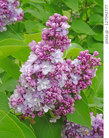 札幌花名所 川下公園 雨上がりのライラック リラ 札幌市の花 札幌花名所 川下公園 雨上がりのライラック リラ 札幌市の花 127042777