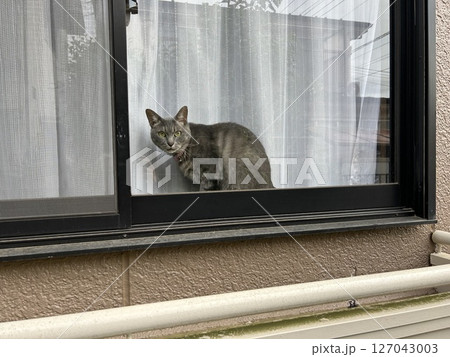 家の窓から外を眺めてる灰色の猫ちゃんです。 家の窓から外を眺めてる灰色の猫ちゃんです。 127043003