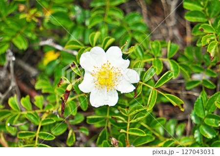 白いテリハノイバラの花（夏、六月） 127043031