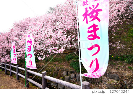 関東・春めき桜・春を呼ぶ甘い香りに包まれる足柄桜まつりのイメージ・神奈川県南足柄市(1) 関東・春めき桜・春を呼ぶ甘い香りに包まれる足柄桜まつりのイメージ・神奈川県南足柄市(1) 127043244