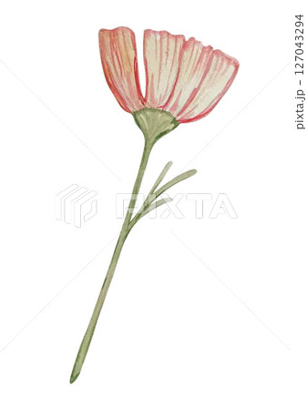 flower watercolor 127043294