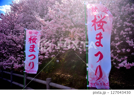 関東・春めき桜・甘い香りに包まれる足柄桜まつり、一の堰ハラネ会場のイメージ・神奈川県南足柄市(5) 関東・春めき桜・甘い香りに包まれる足柄桜まつり、一の堰ハラネ会場のイメージ・神奈川県南足柄市(5) 127043430