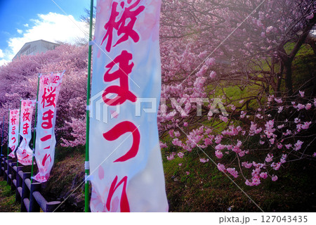 関東・春めき桜・甘い香りに包まれる足柄桜まつり、一の堰ハラネ会場のイメージ・神奈川県南足柄市(10) 127043435