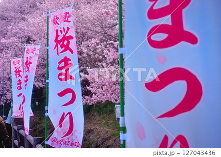 関東・春めき桜・甘い香りに包まれる足柄桜まつり、一の堰ハラネ会場のイメージ・神奈川県南足柄市(11) 127043436