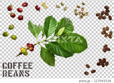 Coffee leaves, berries, raw beans, roasted beans, cut-outs without shadows Coffee leaves, berries, raw beans, roasted beans, cut-outs without shadows 127043526