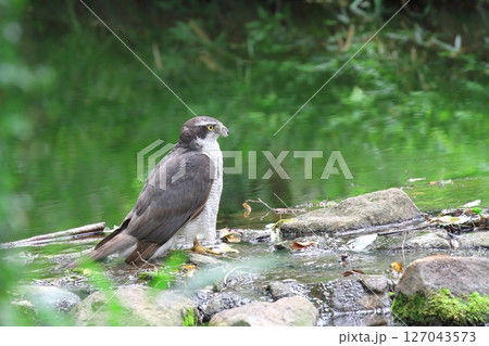 オオタカ 127043573