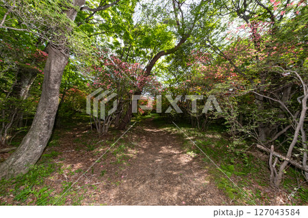 那須高原のつつじと新緑の山道の風景 127043584