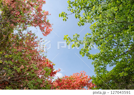 那須高原の鮮やかな新緑とつつじを見上げる風景 127043591