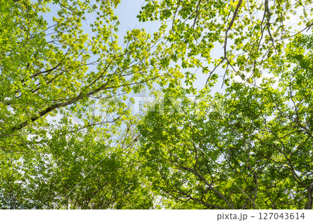 那須高原の鮮やかな新緑を見上げる風景 那須高原の鮮やかな新緑を見上げる風景 127043614