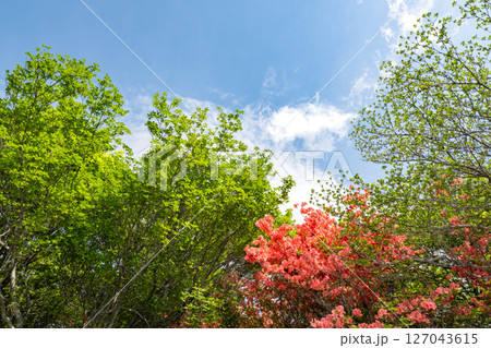 那須高原の鮮やかな新緑を見上げる風景 127043615