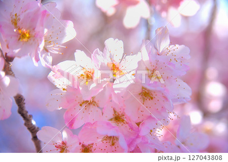 関東・春めき桜・明るい春のイメージ、可憐で清純なピンク色の早咲き桜・神奈川県南足柄市(7) 関東・春めき桜・明るい春のイメージ、可憐で清純なピンク色の早咲き桜・神奈川県南足柄市(7) 127043808