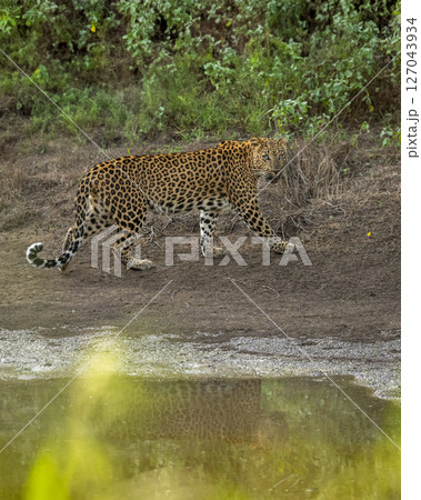 Indian wild female leopard or panther or panthera pardus walking with reflection at waterhole during monsoon green season outdoor wildlife safari at jhalana leopard reserve jaipur rajasthan india 127043934