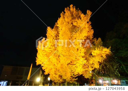 熊野大社　大銀杏　紅葉　黄葉　ライトアップ　南陽市 127043958