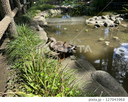 東京都小平市のあじさい公園の池と雌の鴨です。 127043968