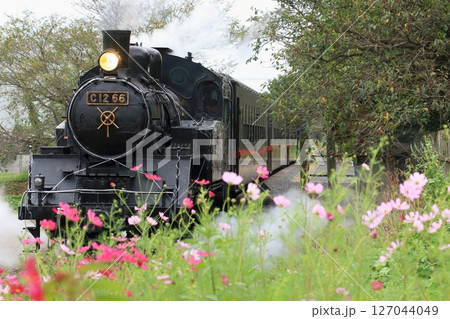 真岡鐵道「コスモスの花咲く寺内駅を発車するSL」 真岡鐵道「コスモスの花咲く寺内駅を発車するSL」 127044049