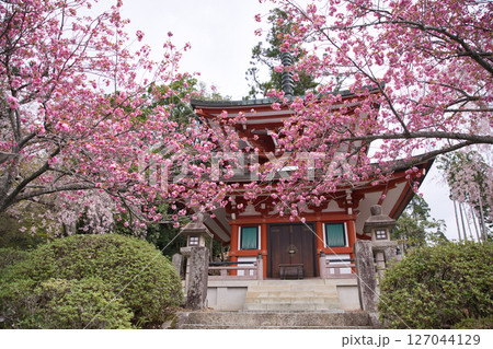 鞍馬寺　多宝塔と満開の八重桜1 127044129