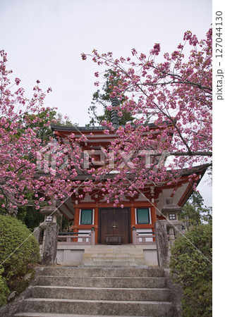 鞍馬寺　多宝塔と満開の八重桜5 127044130