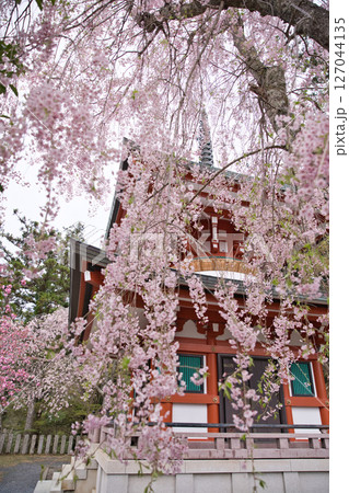 鞍馬寺 多宝塔と満開のしだれ桜と八重桜4 鞍馬寺 多宝塔と満開のしだれ桜と八重桜4 127044135