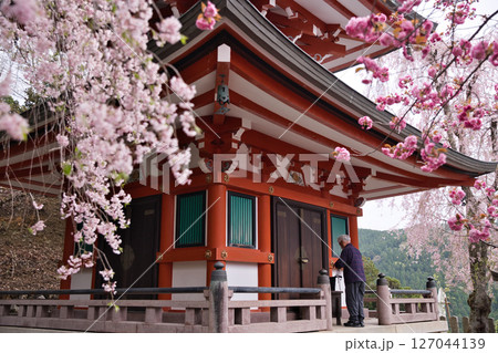 鞍馬寺　多宝塔のしだれ桜と八重桜とお参りする人々1 127044139