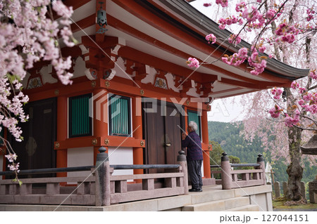 鞍馬寺　多宝塔のしだれ桜と八重桜とお参りする人々8 127044151