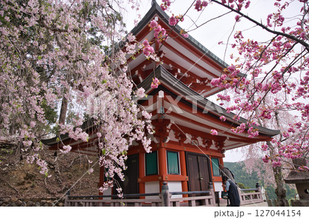 鞍馬寺 多宝塔のしだれ桜と八重桜とお参りする人々5 鞍馬寺 多宝塔のしだれ桜と八重桜とお参りする人々5 127044154